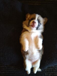 CLAN IRONHORN BARBRA STREISAND, щенок вельш корги пемброк, первый месяц жизни