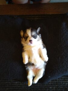 CLAN IRONHORN BELLA SWAN, первый месяц жизни, новорождённый щенок вельш-корги пемброк