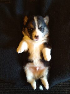 CLAN IRONHORN BERNARD SHAW, первый месяц жизни, щенок вельш-корги пемброк с мамой