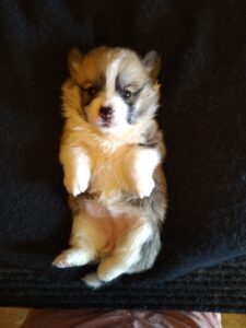 CLAN IRONHORN BRITANIYA, щенок вельш корги пемброк, первый месяц жизни