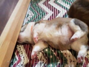 Щенки вельш корги пемброк на весах