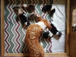 Щенки вельш корги пемброк спят