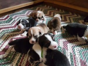 Щенки вельш корги пемброк играют вместе