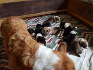 Щенки вельш корги пемброк во время кормления