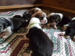 Щенки вельш корги пемброк в корзинке