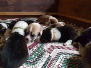 Щенки вельш корги пемброк с мамой-корги