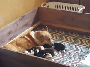 Щенки вельш корги пемброк в первые дни жизни