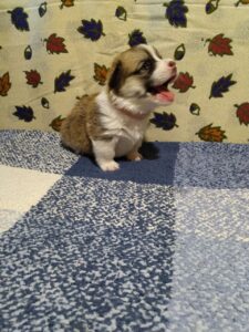 BOLIVIYSKAYA BABOCHKA N/B (Болли), щенок вельш корги пемброк, три недели, фотосессия