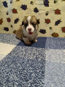 BOLIVIYSKAYA BABOCHKA N/B (Болли) на руках у заводчика, щенок вельш корги пемброк