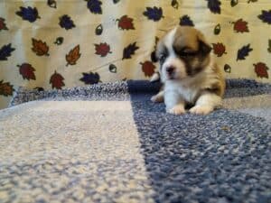 CLAN IRONHORN BRITANIYA отдыхает, щенок вельш корги пемброк