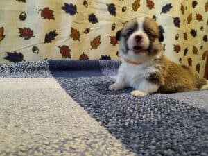 CLAN IRONHORN BRITANIYA играет, щенок вельш корги пемброк