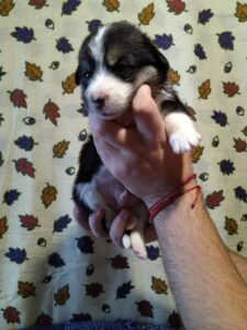 CLAN IRONHORN BERNARD SHAW, первый месяц жизни, спящий щенок вельш-корги пемброк