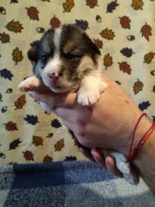 CLAN IRONHORN BIANKA играет, щенок вельш корги пемброк