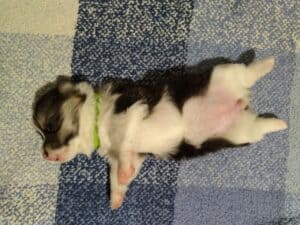 CLAN IRONHORN BIANKA отдыхает, щенок вельш корги пемброк