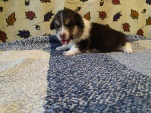 CLAN IRONHORN BAGIRA с мамой, щенок вельш корги пемброк