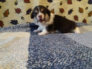 CLAN IRONHORN BAGIRA отдыхает, щенок вельш корги пемброк