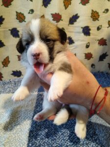 CLAN IRONHORN BARBRA STREISAND играет, щенок вельш корги пемброк