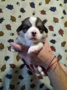 CLAN IRONHORN BELLA SWAN, первый месяц жизни, щенок вельш-корги пемброк с мамой