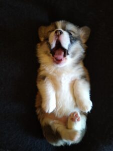 BOLIVIYSKAYA BABOCHKA N/B (Болли) с мамой, щенок вельш корги пемброк