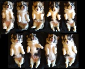 Купить щенка вельш корги пемброк из помета Б, родившегося 31.05.2021