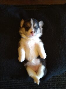 CLAN IRONHORN BIANKA, щенок вельш корги пемброк, первый месяц жизни