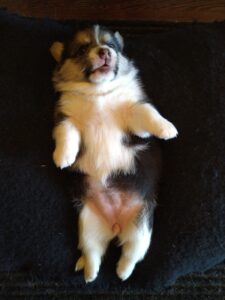 CLAN IRONHORN BAGIRA играет, щенок вельш корги пемброк