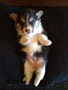 CLAN IRONHORN BAGIRA, щенок вельш корги пемброк, первый месяц жизни