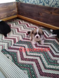 CLAN IRONHORN BRITANIYA во время кормления, щенок вельш корги пемброк