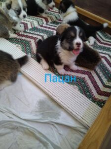 CLAN IRONHORN BERNARD SHAW, 1 месяц, щенок вельш-корги пемброк смотрит на мир вокруг