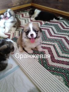 CLAN IRONHORN BRITANIYA спит, щенок вельш корги пемброк