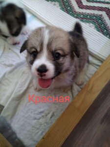 CLAN IRONHORN BRIDGET JONES, 1 месяц, весёлые моменты с другими щенками