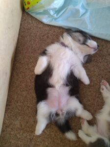 CLAN IRONHORN BAMBINO STAR спит, щенок вельш корги пемброк