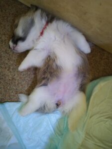 CLAN IRONHORN BRIDGET JONES, 1 месяц, сон щенка вельш-корги пемброк