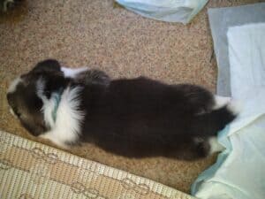 CLAN IRONHORN BELLA SWAN, 1 месяц, взаимодействие щенка с заводчиком