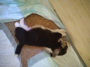 CLAN IRONHORN BERNARD SHAW, 1 месяц, щенок вельш-корги пемброк общается с другими щенками