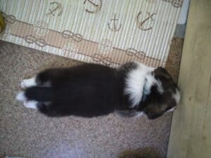 CLAN IRONHORN BELLA SWAN, 1 месяц, весёлые моменты с другими щенками