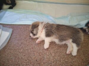 CLAN IRONHORN BRITANIYA на руках у заводчика, щенок вельш корги пемброк