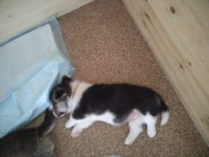 CLAN IRONHORN BAGIRA на прогулке, щенок вельш корги пемброк