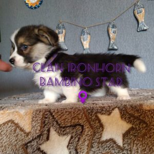 CLAN IRONHORN BAMBINO STAR во время кормления, щенок вельш корги пемброк
