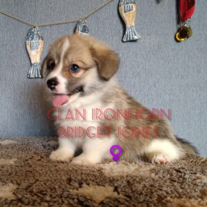 CLAN IRONHORN BRIDGET JONES, 1 месяц, кормление щенка