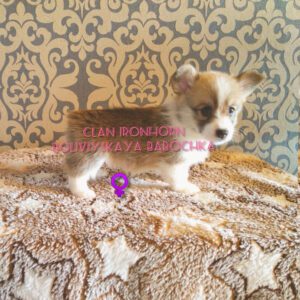 BOLIVIYSKAYA BABOCHKA N/B (Болли) в окружении братьев и сестёр, щенок вельш корги пемброк