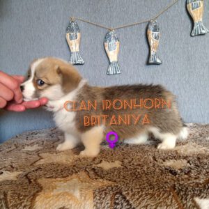 CLAN IRONHORN BRITANIYA исследует мир, щенок вельш корги пемброк