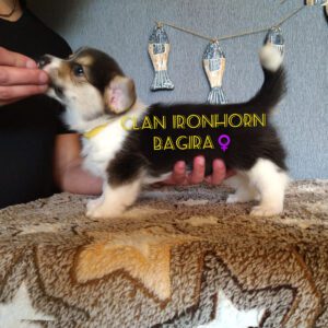 CLAN IRONHORN BAGIRA среди братьев и сестёр, щенок вельш корги пемброк