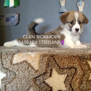 CLAN IRONHORN BARBRA STREISAND на руках у заводчика, щенок вельш корги пемброк