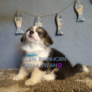 CLAN IRONHORN BELLA SWAN, 1 месяц, сон щенка вельш-корги пемброк