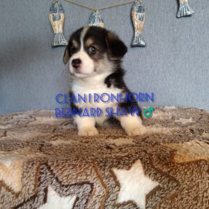 CLAN IRONHORN BERNARD SHAW, 1 месяц, щенок вельш-корги пемброк отдыхает в своём уголке
