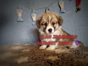 CLAN IRONHORN BRIDGET JONES, 1 месяц, вельш-корги пемброк исследует свой дом