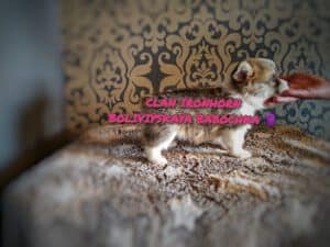 BOLIVIYSKAYA BABOCHKA N/B (Болли) на руках у заводчика, щенок вельш корги пемброк