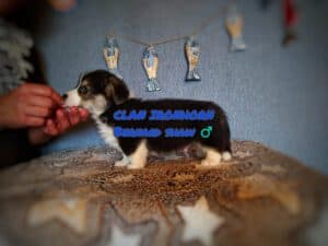 CLAN IRONHORN BERNARD SHAW, 1 месяц, щенок вельш-корги пемброк на руках у заводчика