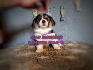 CLAN IRONHORN BAMBINO STAR среди братьев и сестёр, щенок вельш корги пемброк